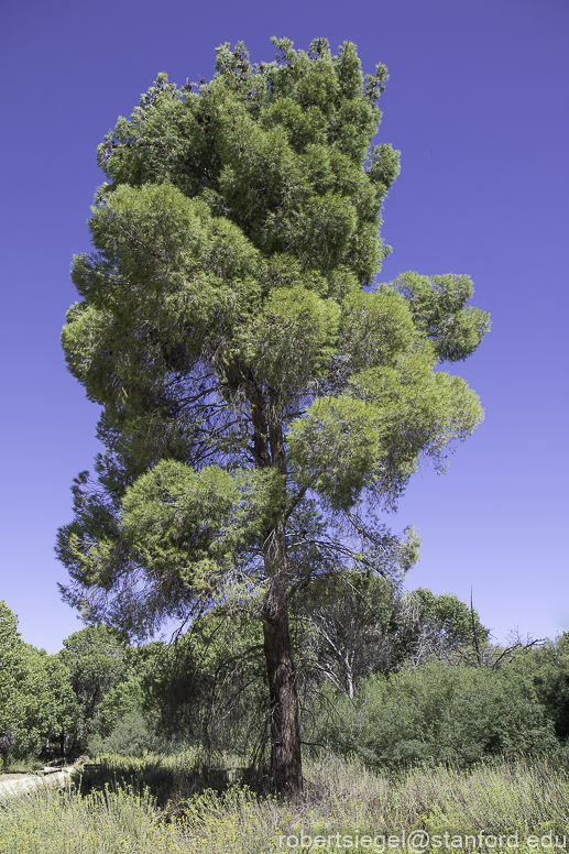 Desert Biogeography of Joshua Tree National Park